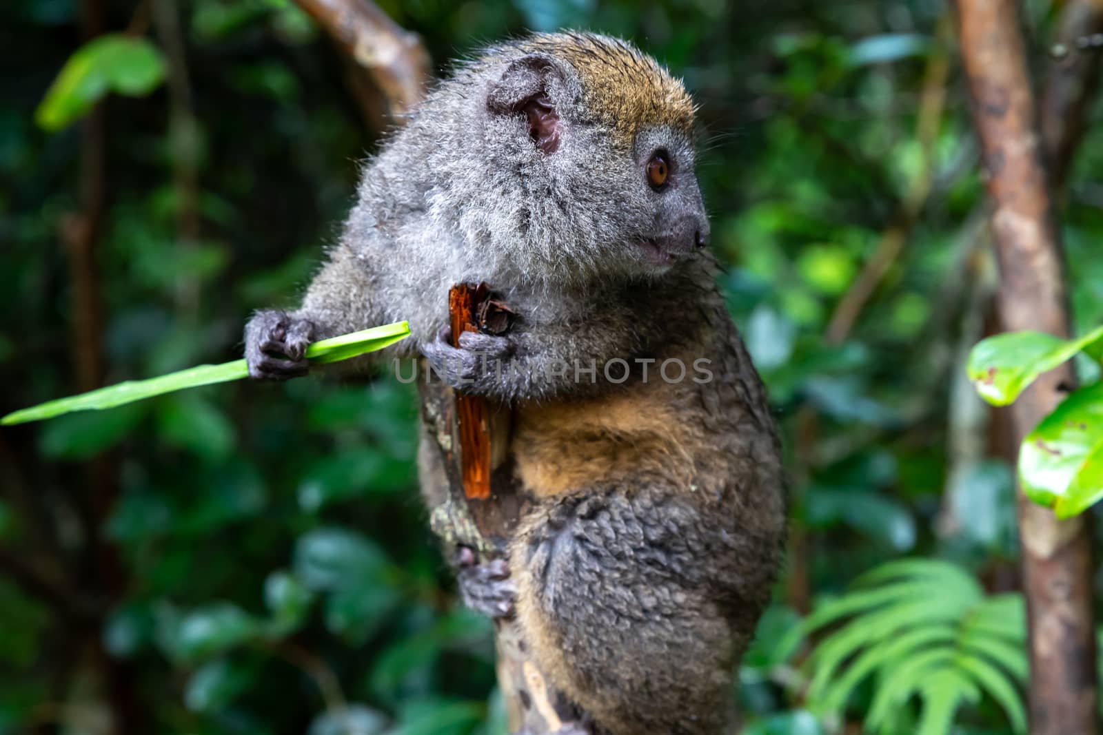 One small lemur on a branch eats on a blade of grass