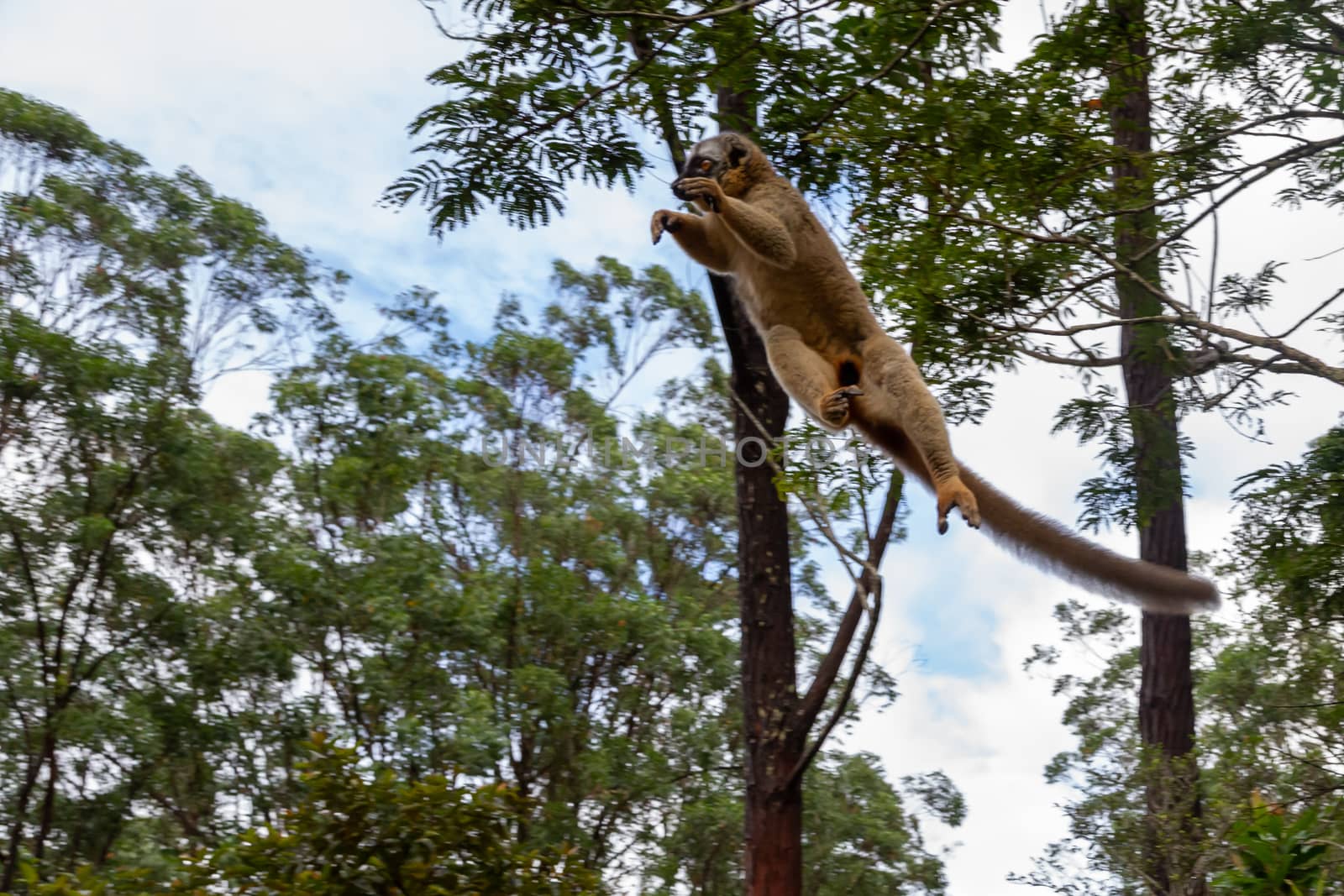 The Lemurs in a rain forest on the trees, hopping from tree to tree