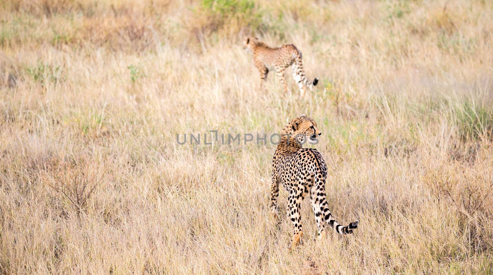 The cheetahs are running in the savannah in the tall grass