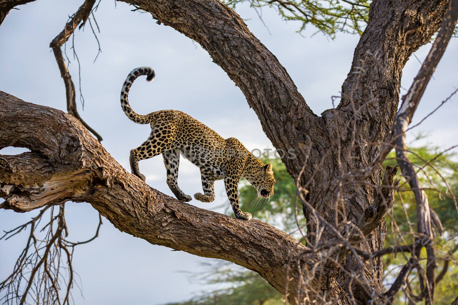 One leopard is walking up and down the tree on its branches