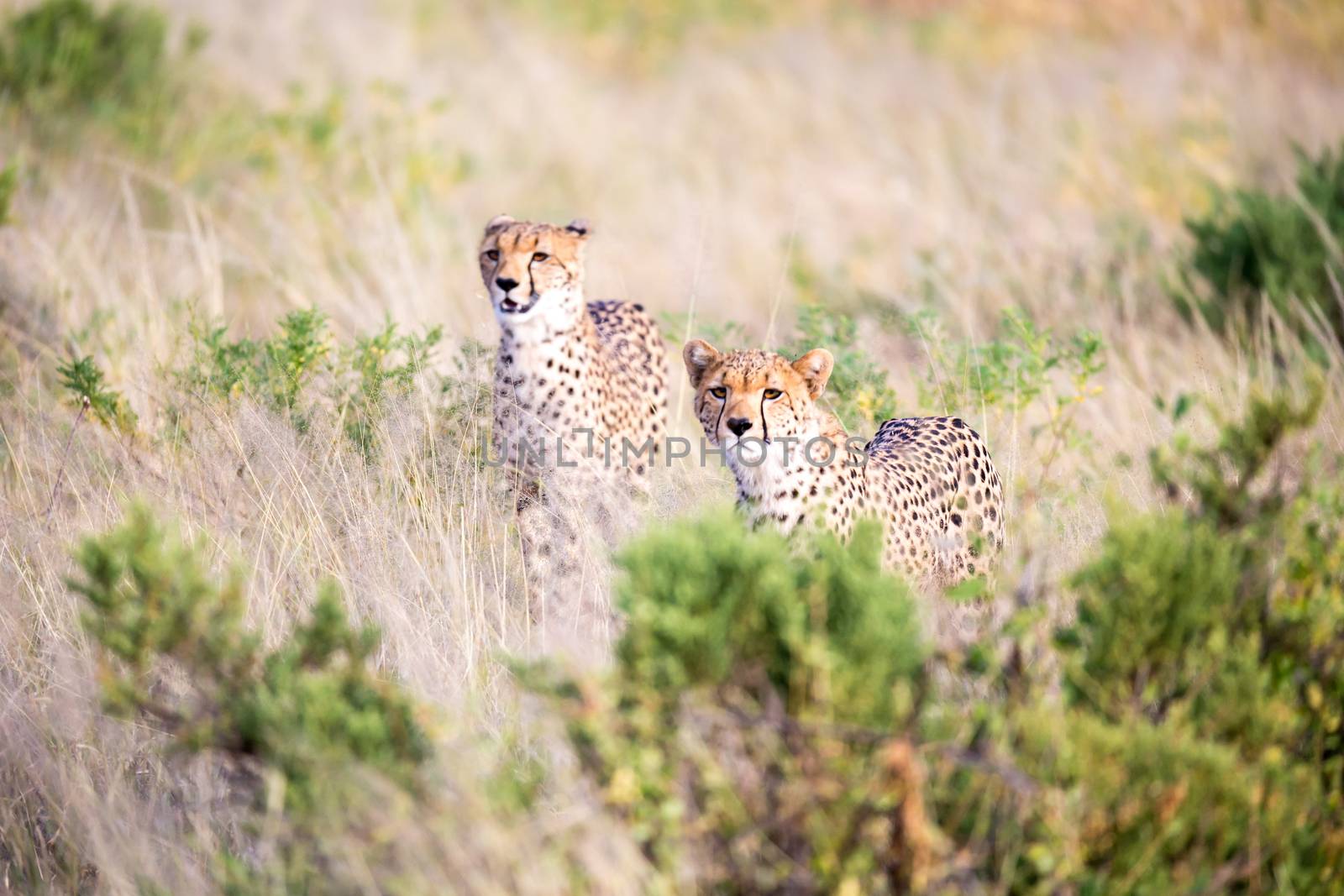 The cheetahs are running in the savannah in the tall grass