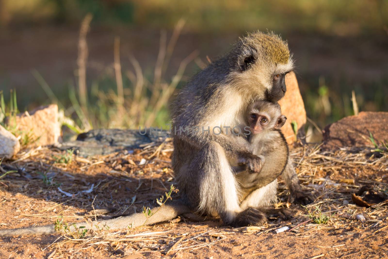 The monkey with a baby monkey in the arm