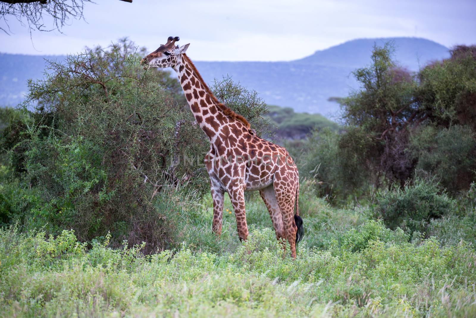 A giraffe is walking in the savannah between the plants