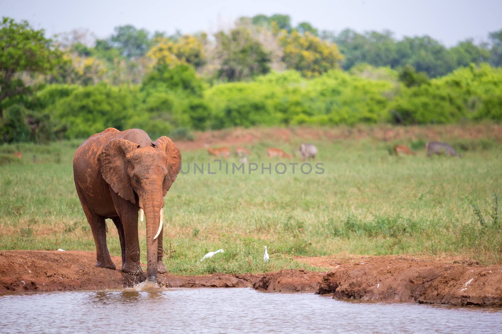 A red elephant is drinking water from the waterhole