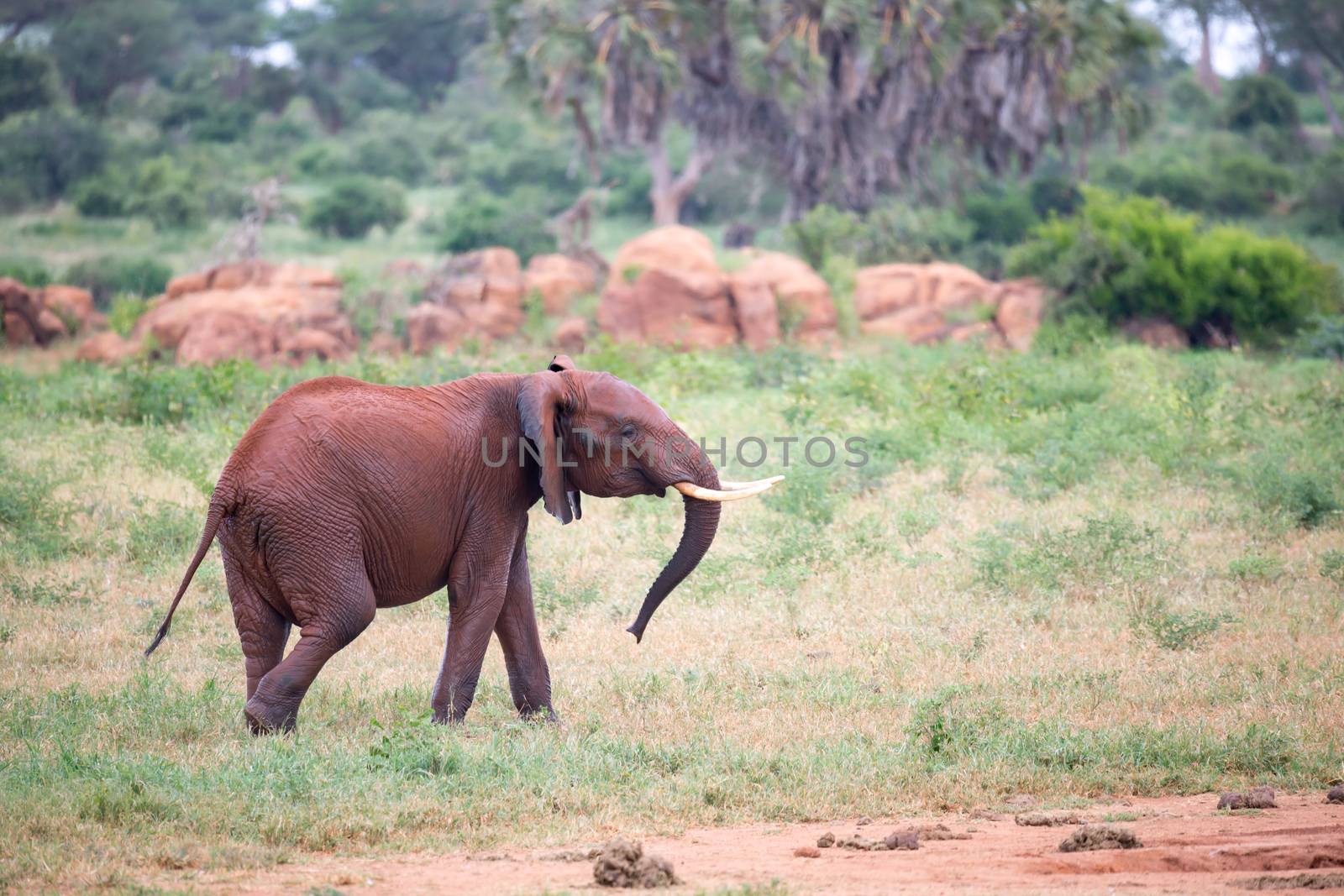 One young red elephant is running and playing in the grassland of the savannah