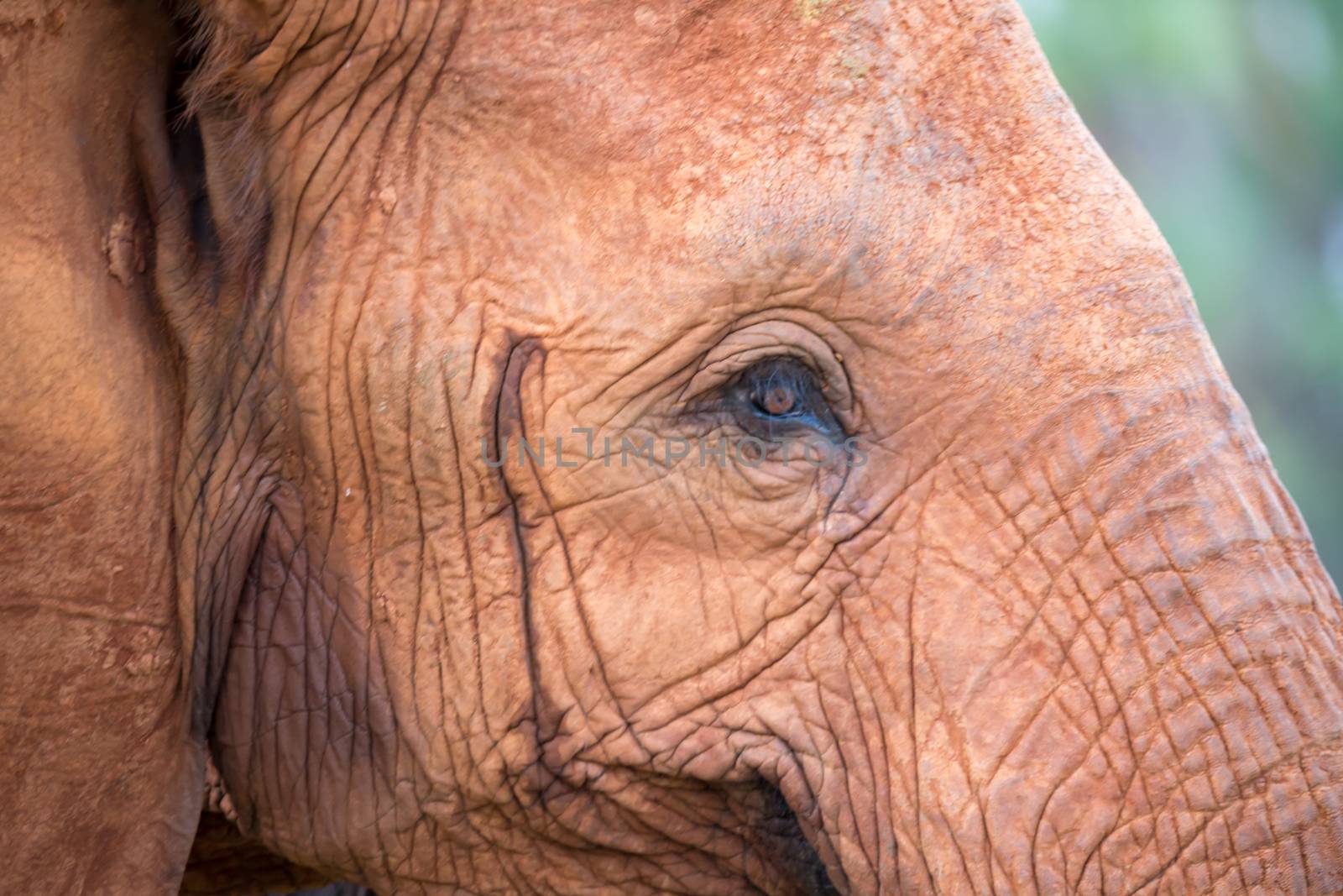 The face of one big red elephant