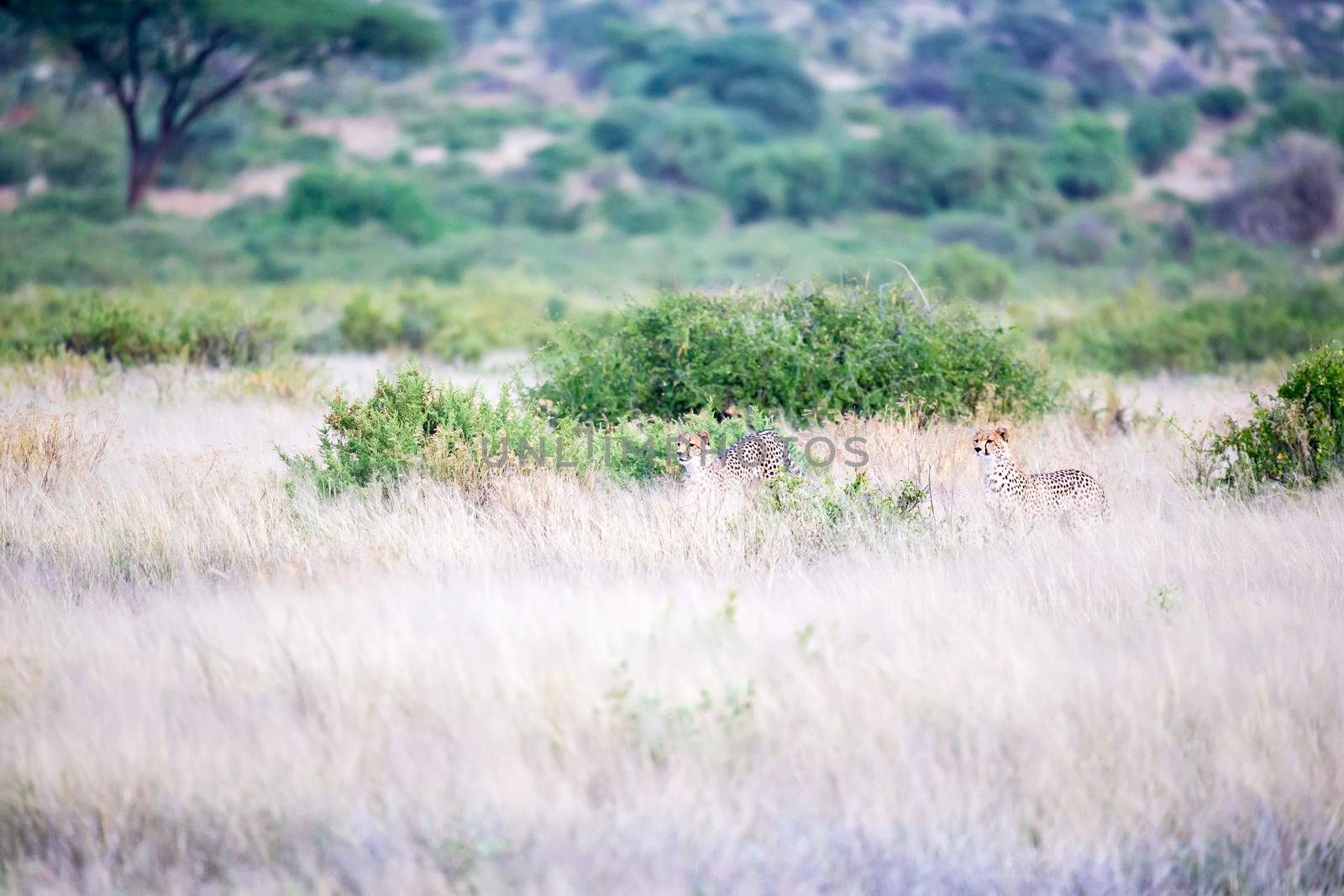 The cheetahs are running in the savannah in the tall grass