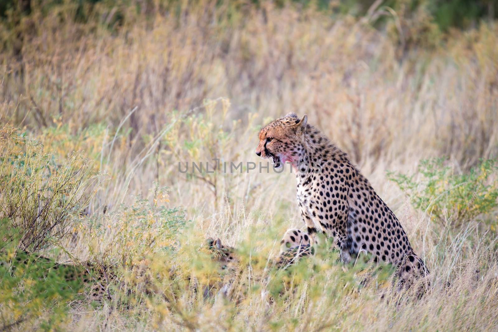 The cheetah eating in the middle of the grass