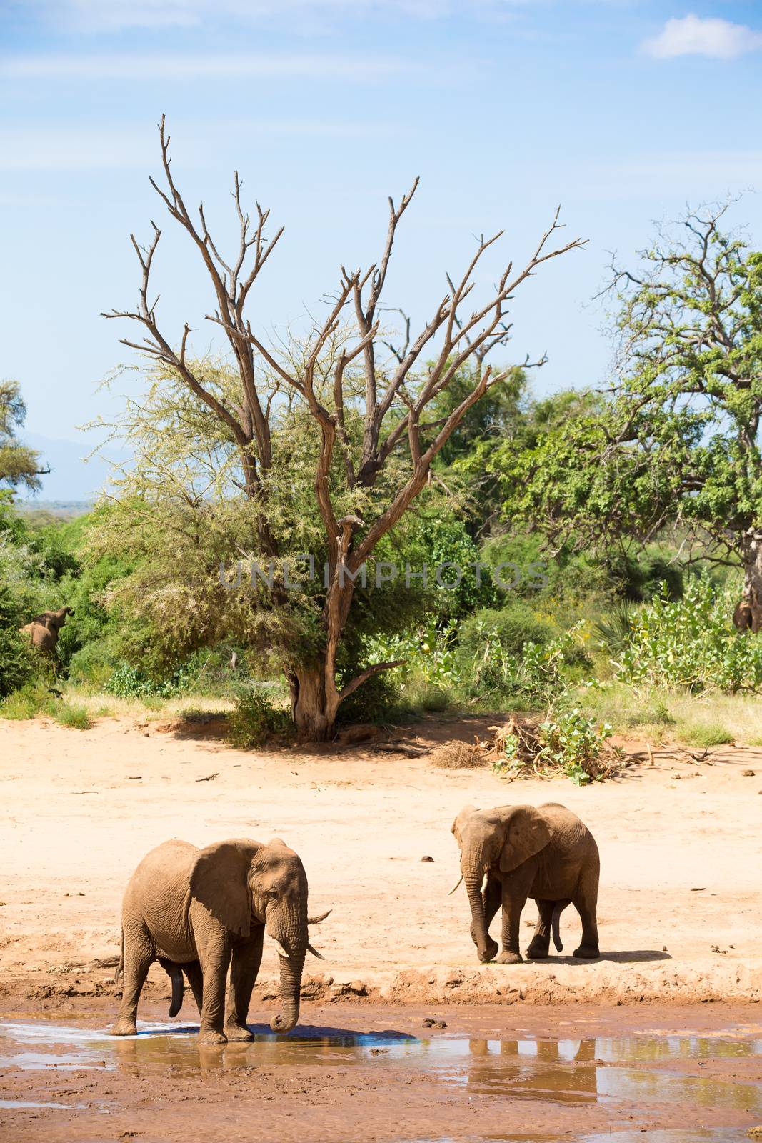 Two elephants stand on the bank of a river by 25ehaag6