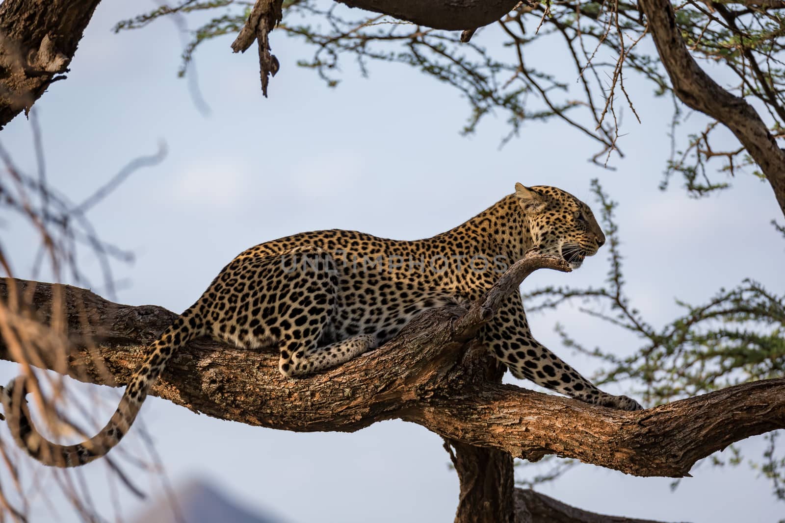 One leopard rests on the branch of a tree