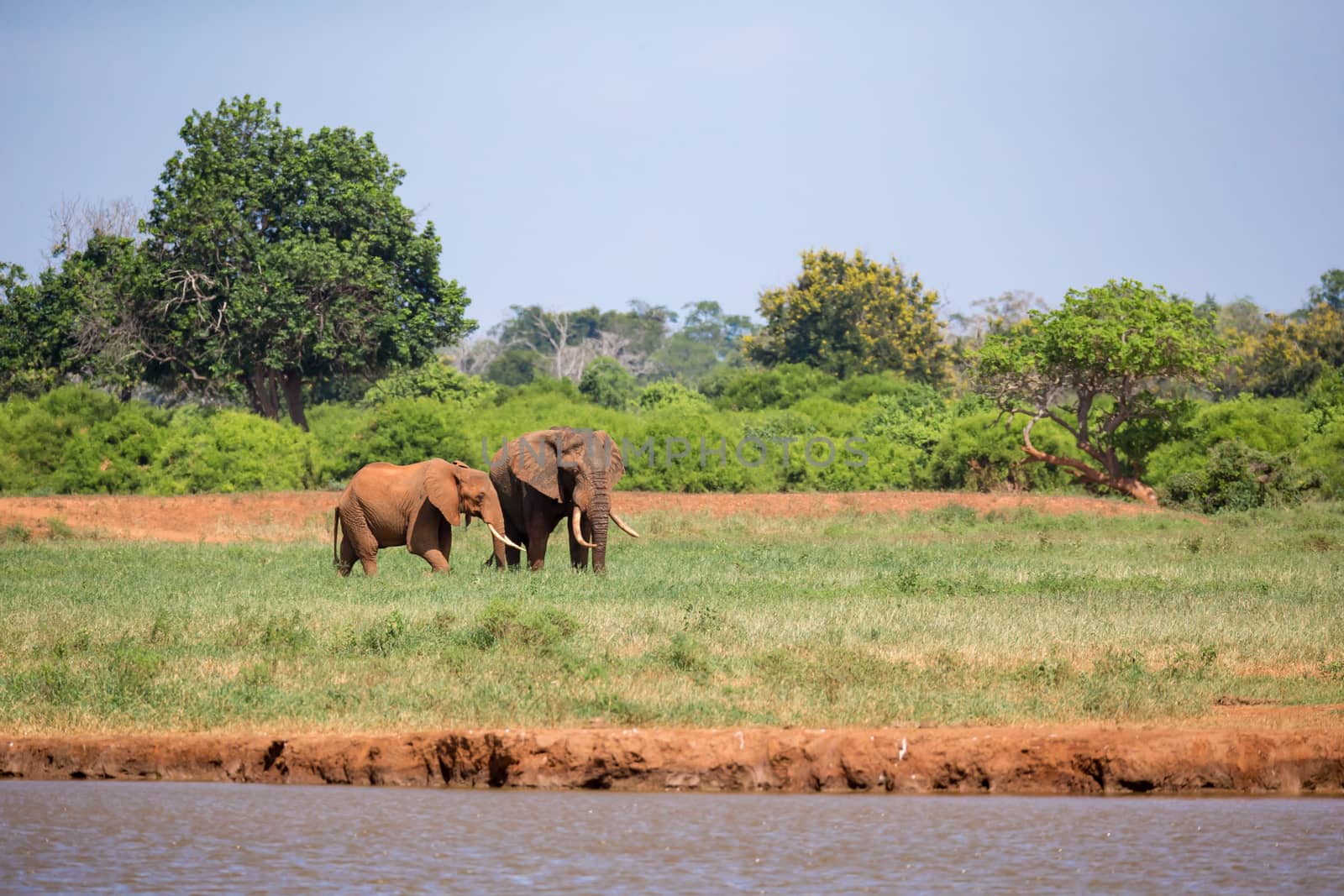 Elephant on the waterhole in the savannah of Kenya