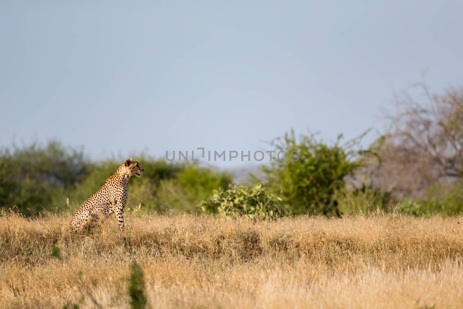 A Cheetah in the grassland of the savannah in Kenya