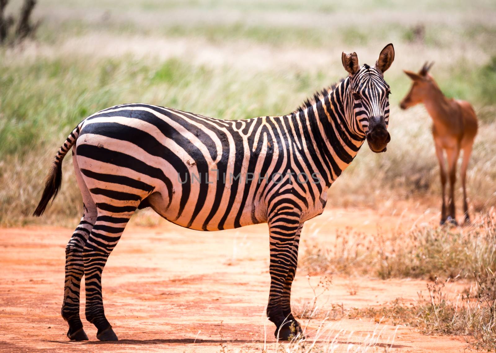 Some zebras in the grass landscape of the savannah of Kenya