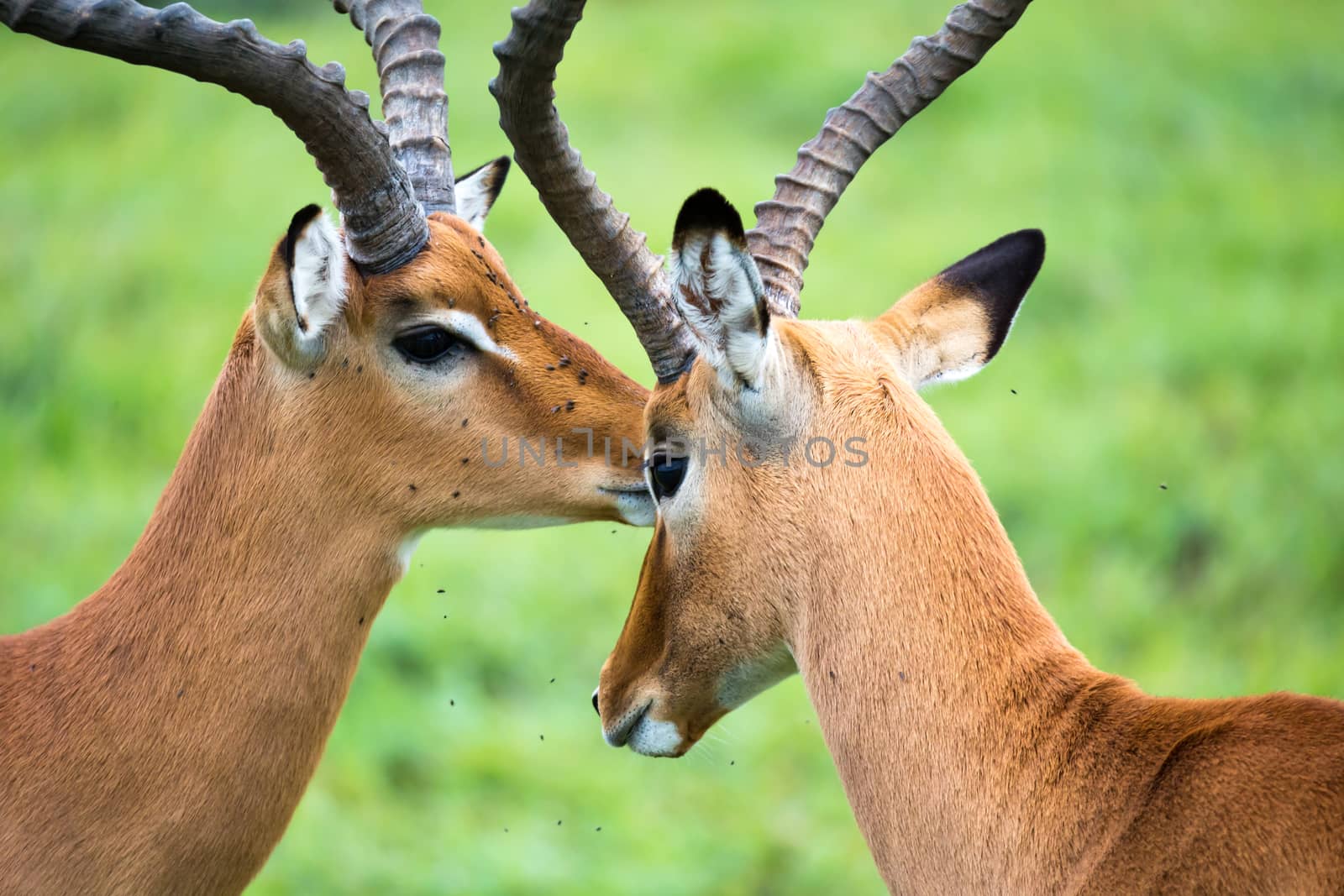 An Impala family on a grass landscape in the Kenyan savannah