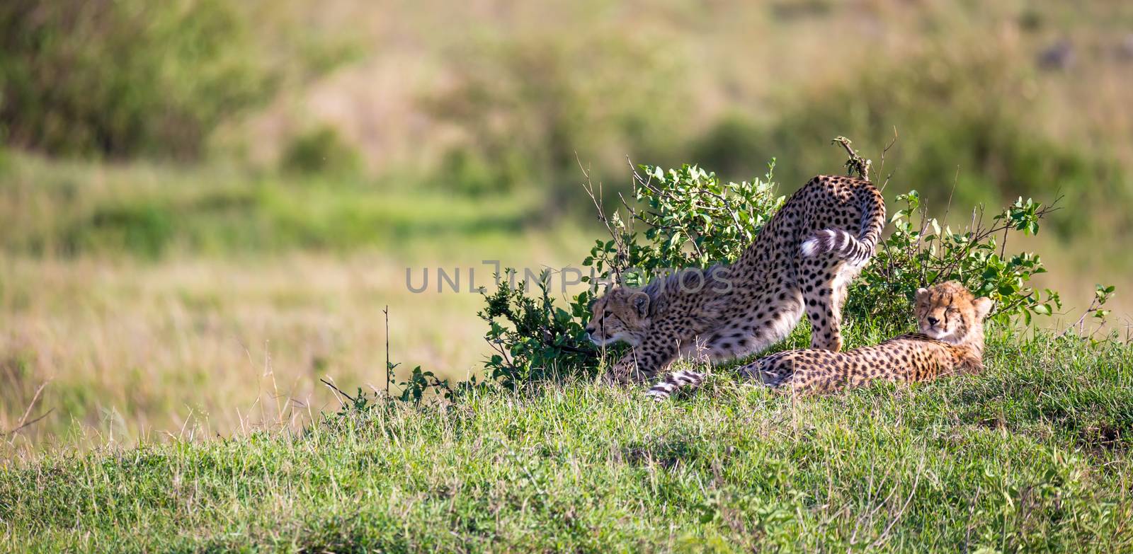 The cheetah mother with two children in the Kenyan savannah