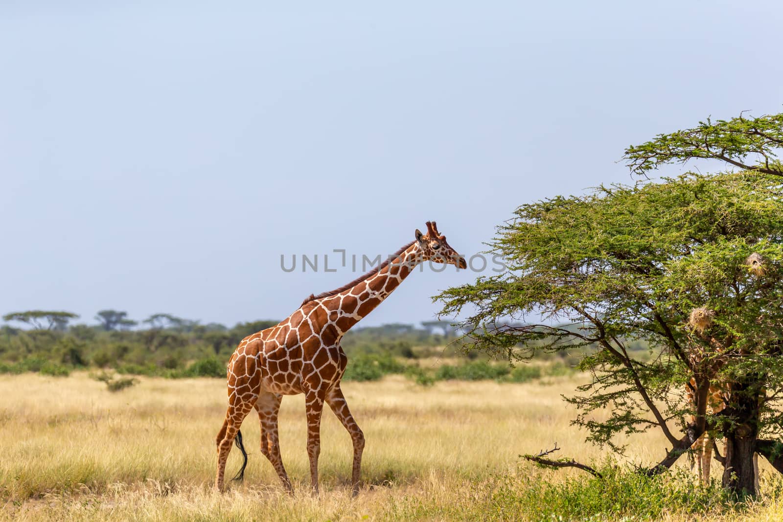 A Somalia giraffes eat the leaves of acacia trees