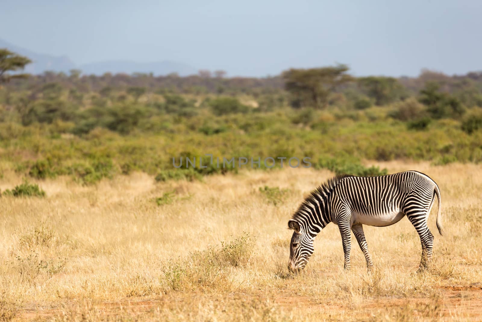 The Grevy Zebra is grazing in the countryside of Samburu in Kenya