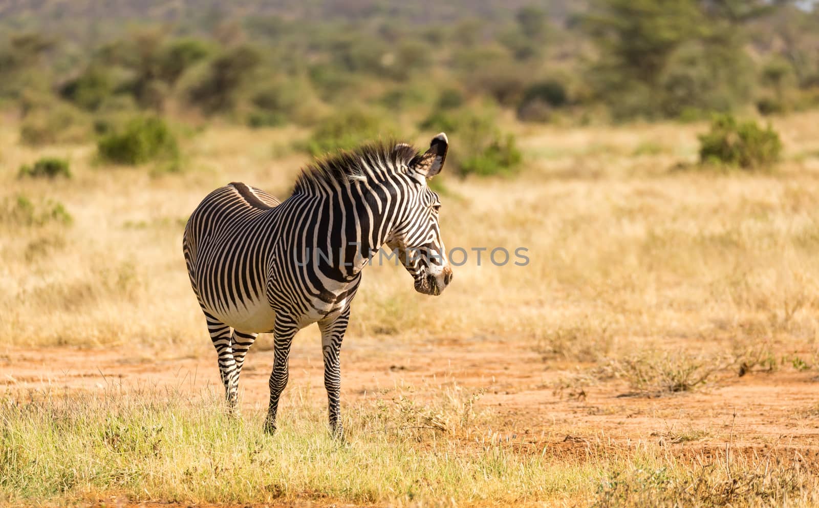 The Grevy Zebra is grazing in the countryside of Samburu in Kenya