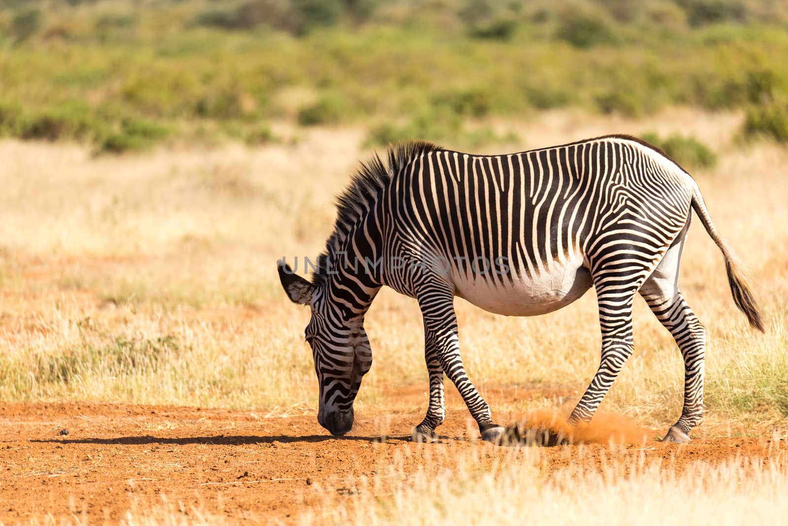 The Grevy Zebra is grazing in the countryside of Samburu in Kenya