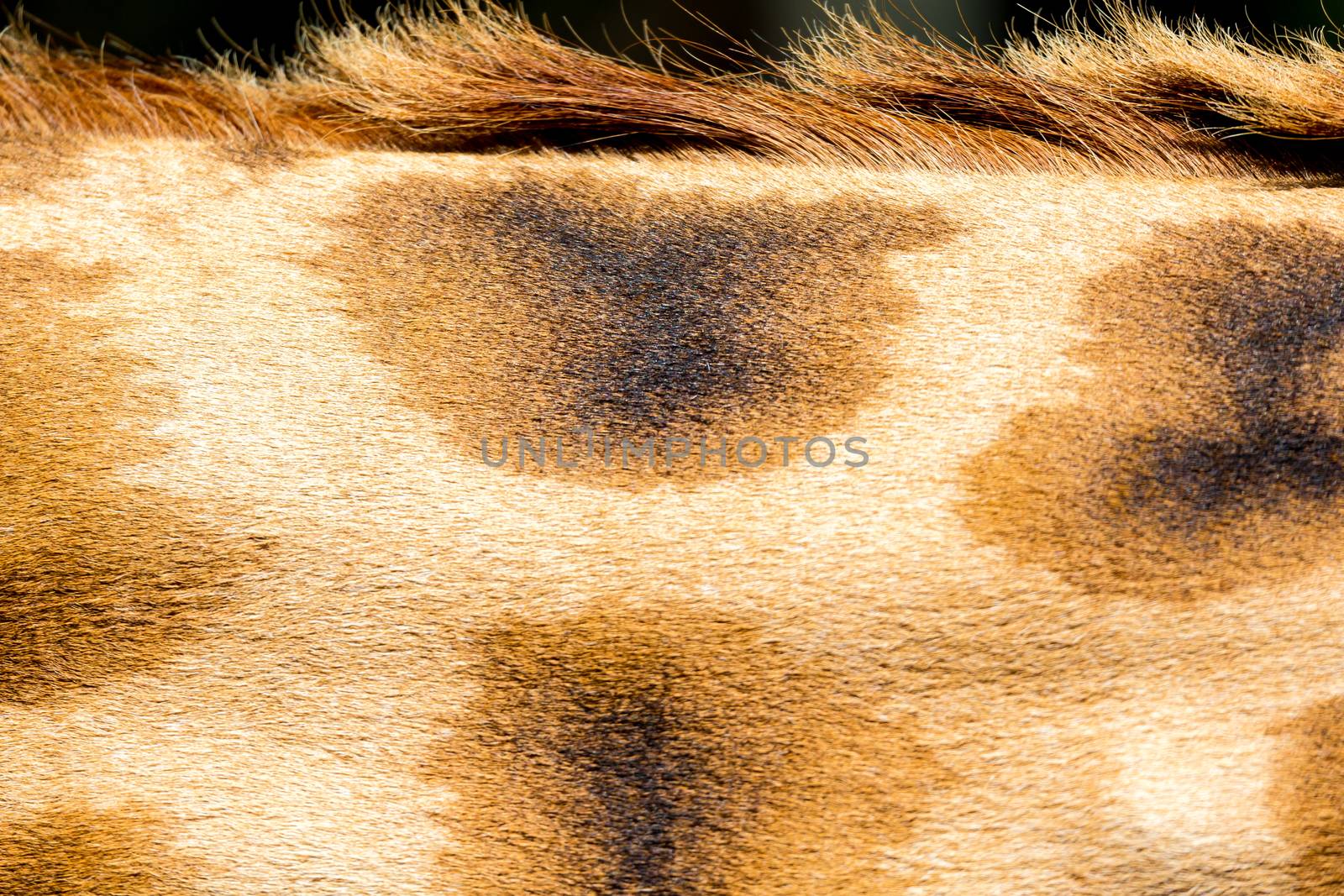 A fur of a giraffe in close-up