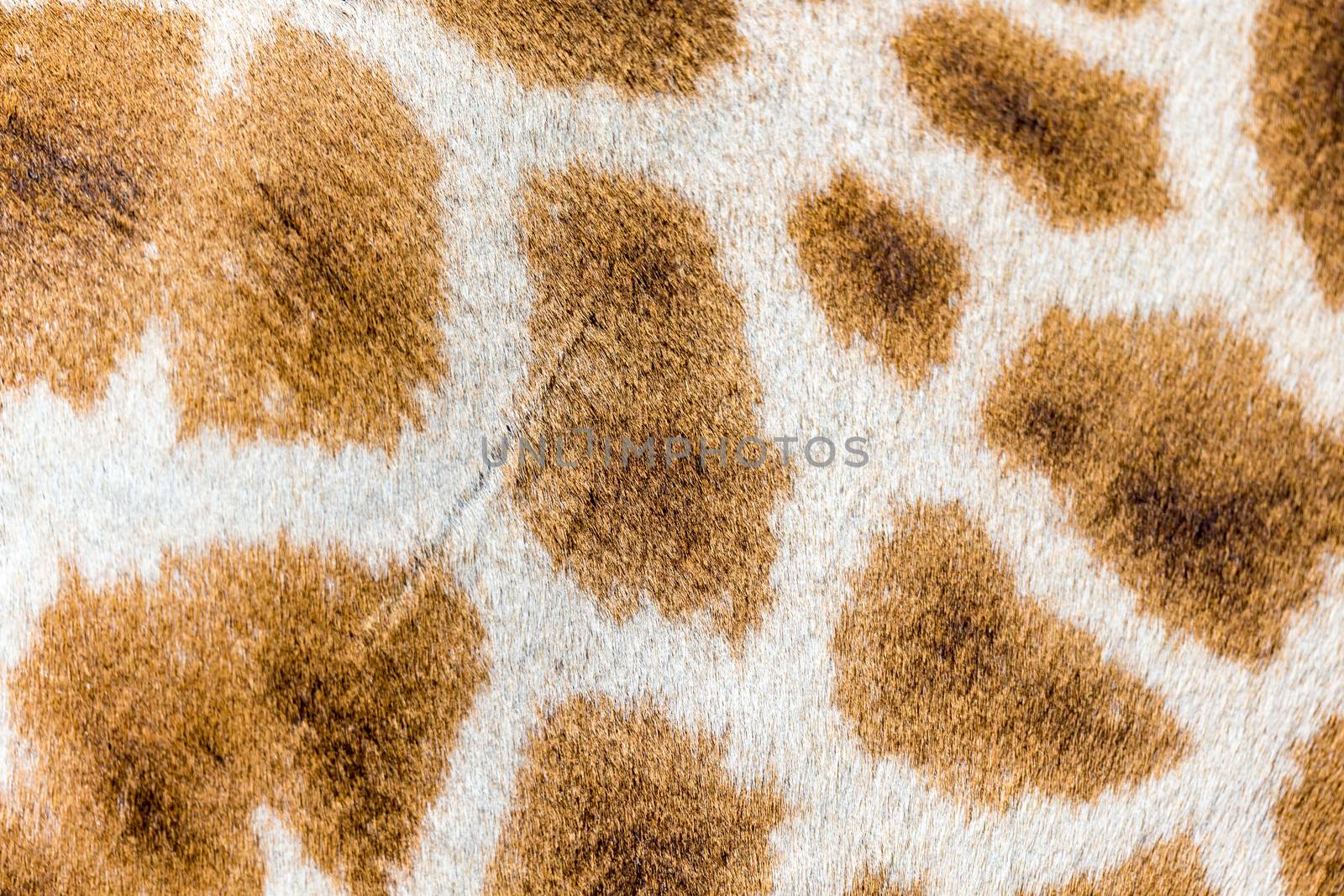 A fur of a giraffe in close-up