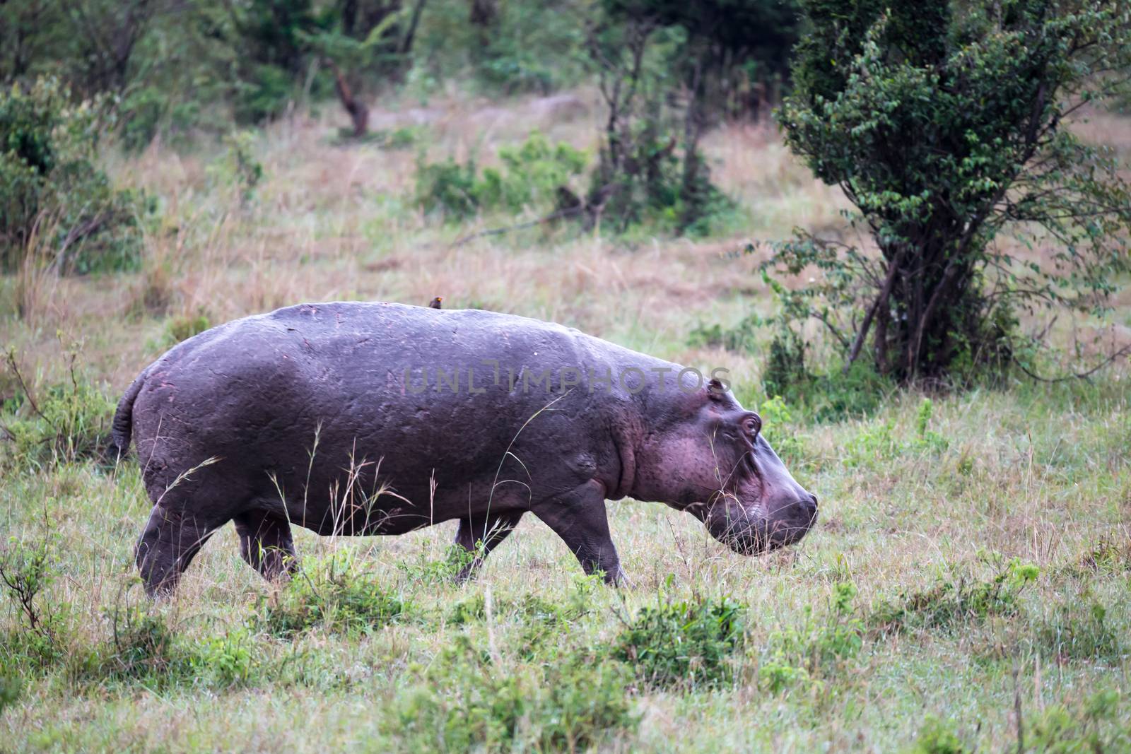 One hippo in the savannah of Kenya