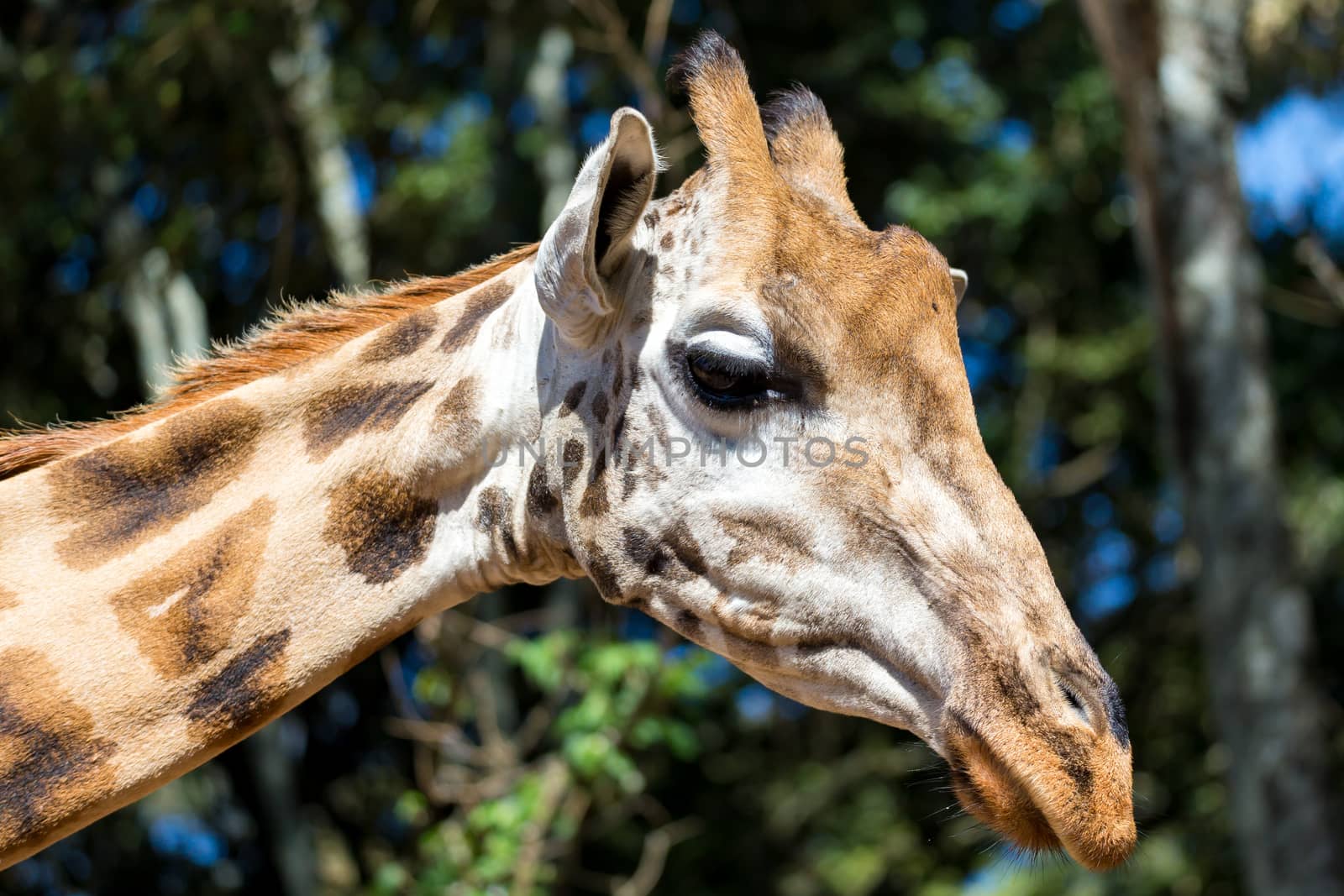 A close-up of one giraffe's head