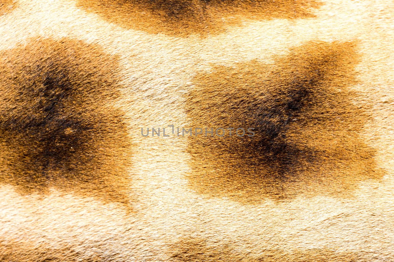 A fur of a giraffe in close-up
