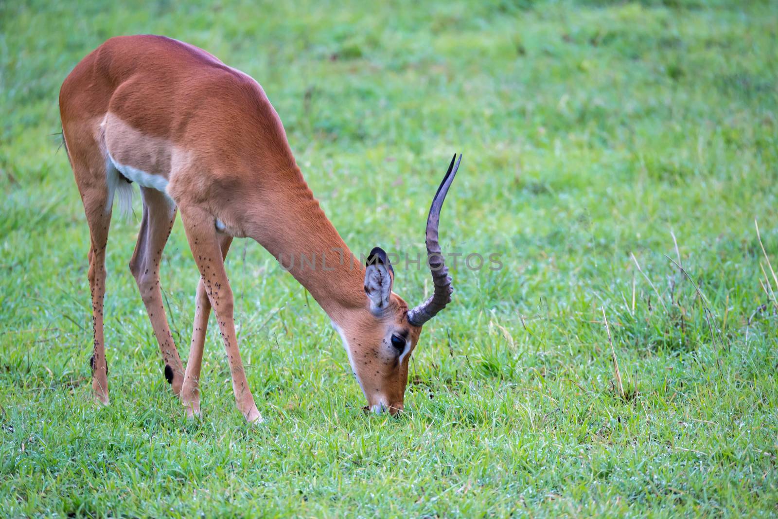 An Impala family on a grass landscape in the Kenyan savannah