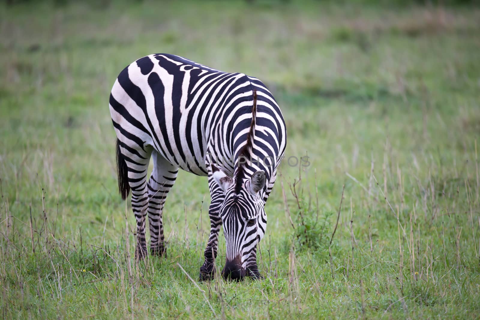 Some Zebras in the middle of the savannah of Kenya