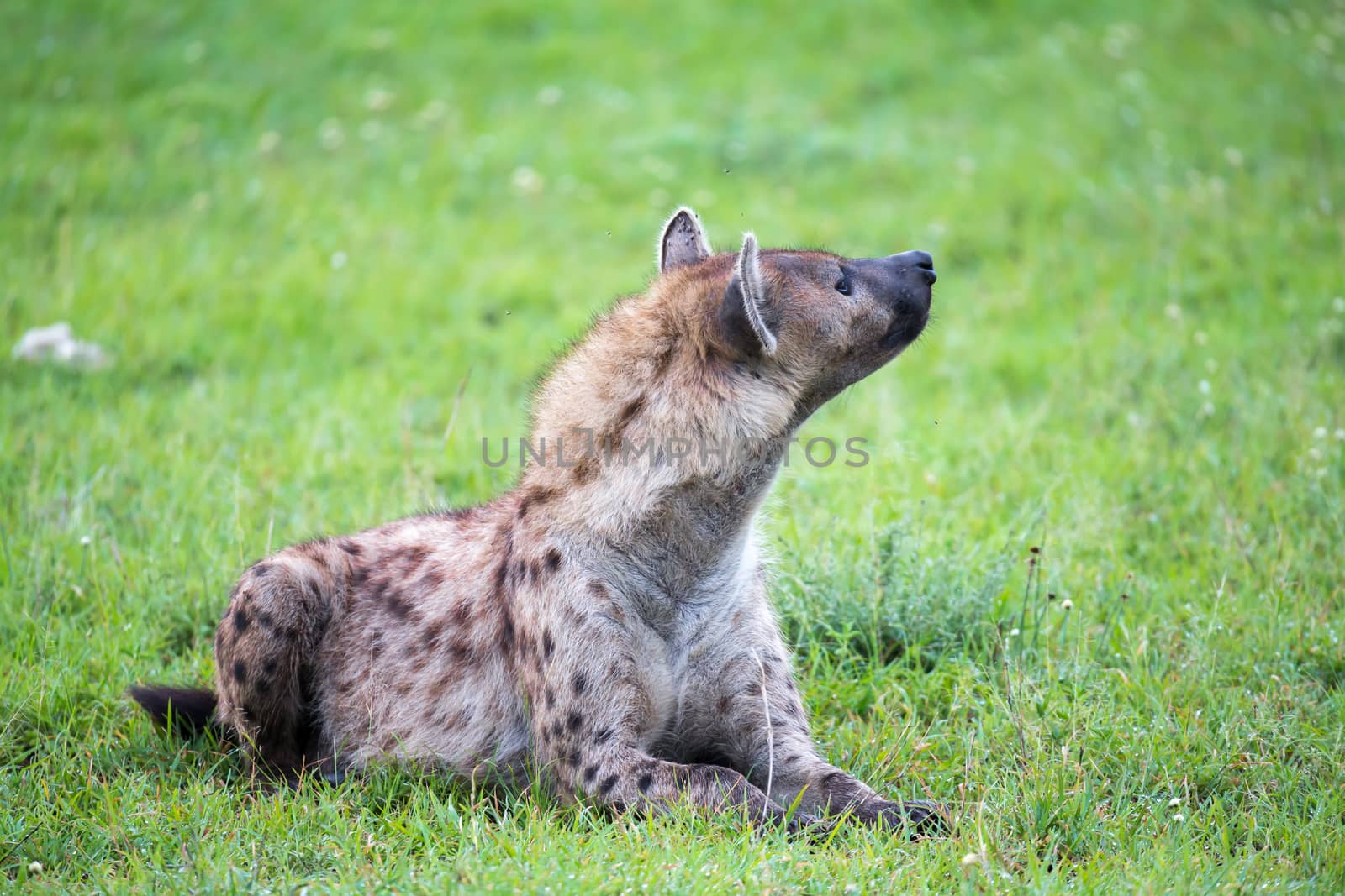 The hyena is lying in the grass in the savannah in Kenya