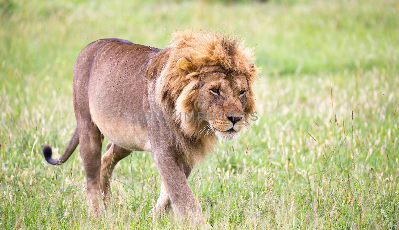 One big male lion is walking in the savannah