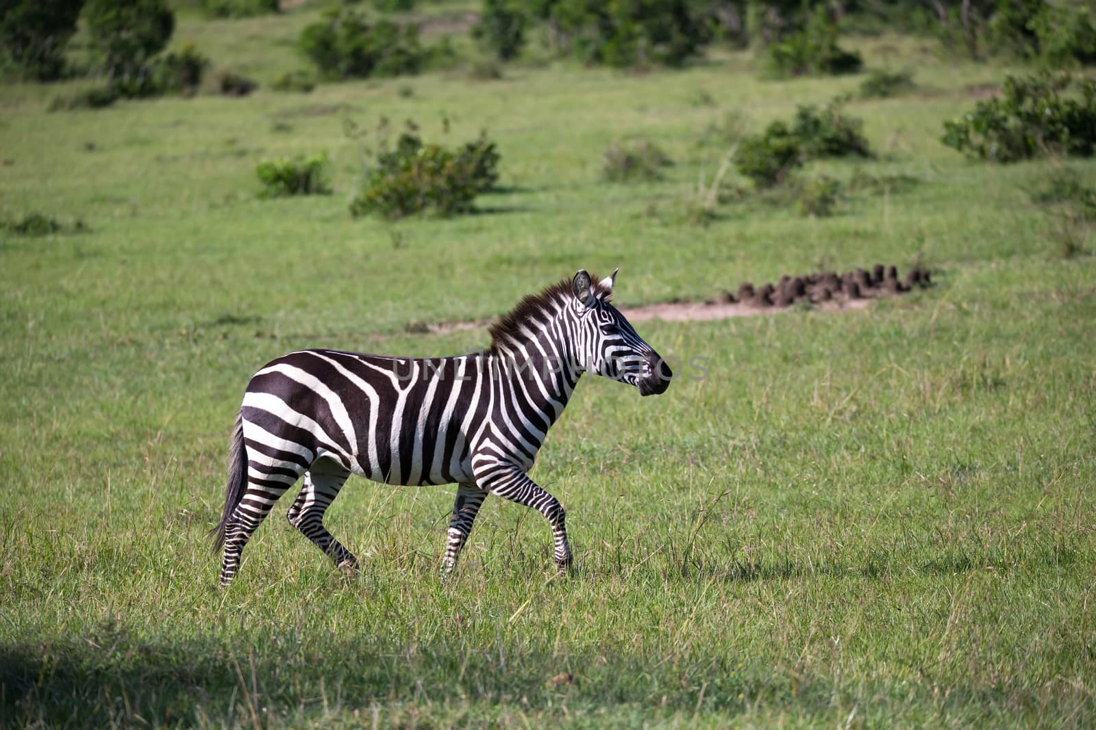 Some Zebras in the middle of the savannah of Kenya