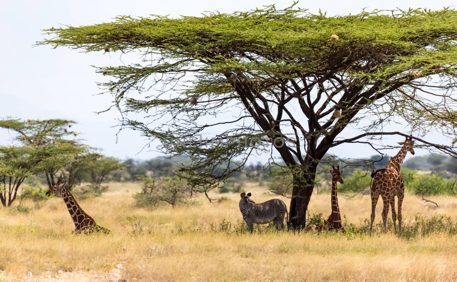 The Giraffes and a gravy zebra under the crown of a shady tree