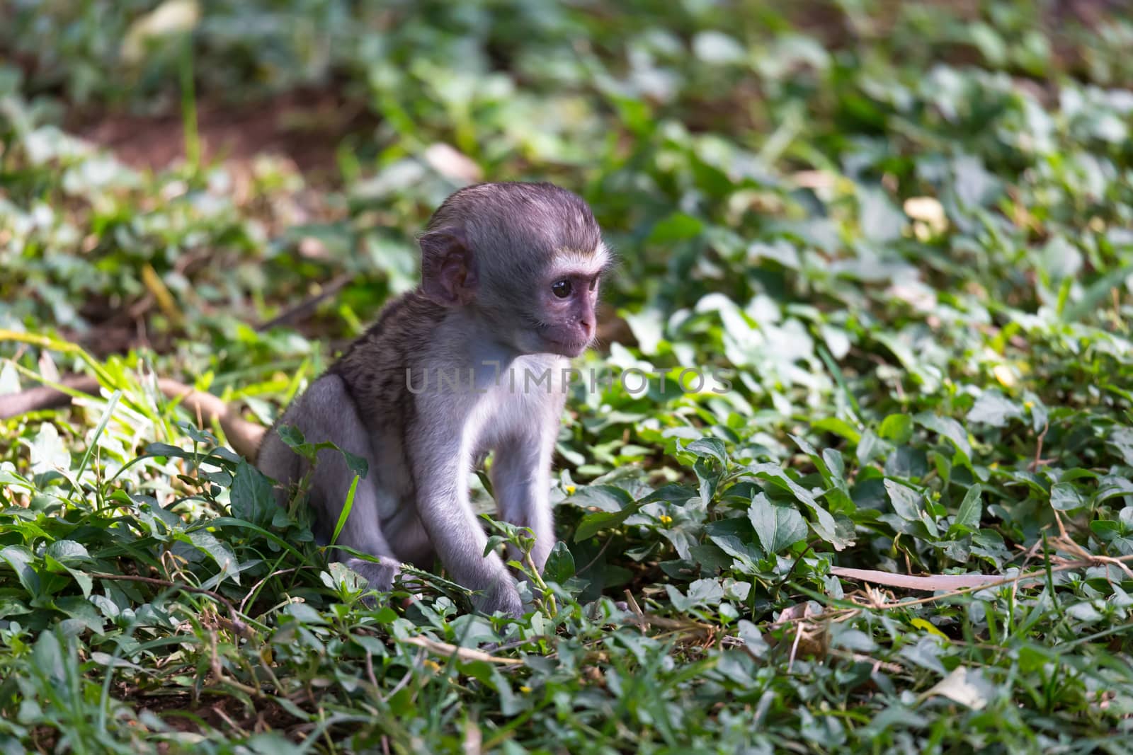 One little monkey is sitting in the grass