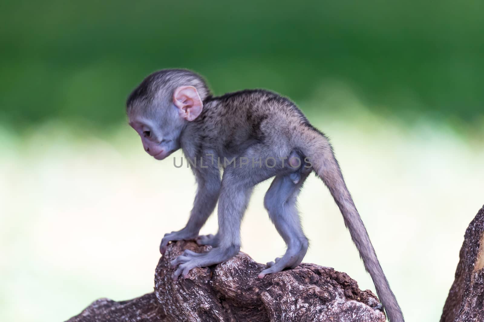One little funny monkey is playing on the floor or on the tree