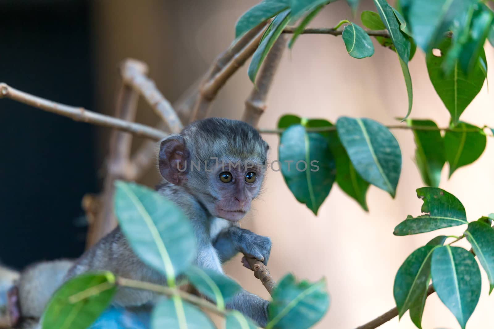 One little funny monkey is playing on the floor or on the tree