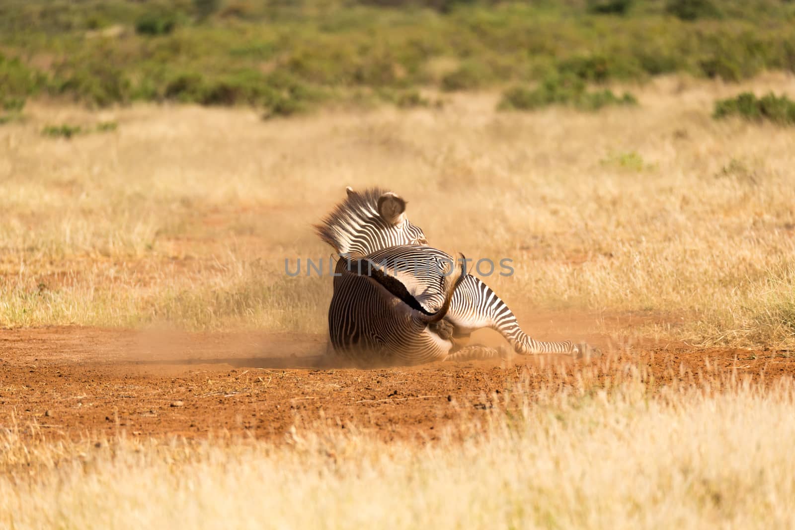 The Grevy Zebra lies on its back in the dust