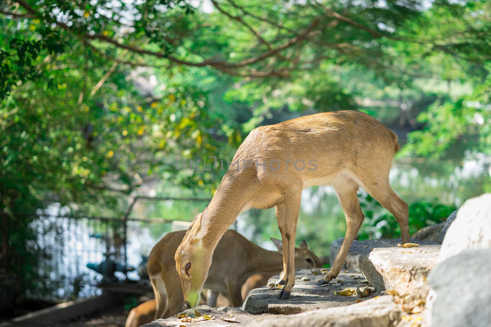 Antelope eating on the floor in the zoo