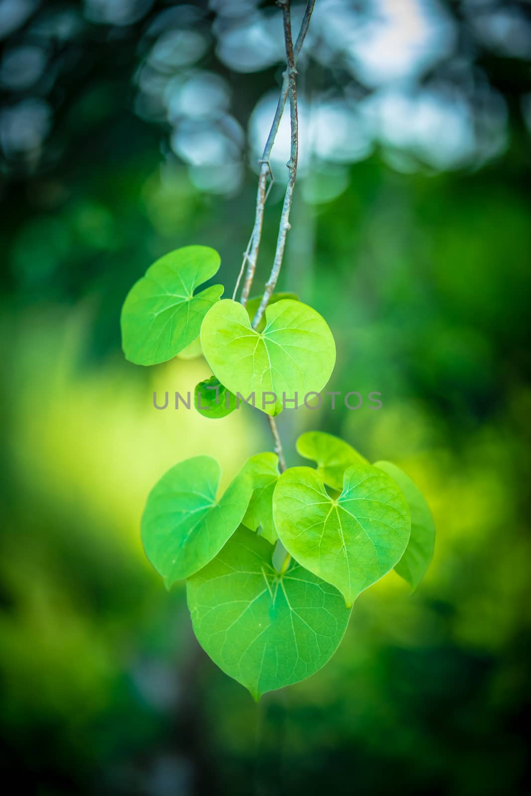 green leaves and bokeh background in sunny day