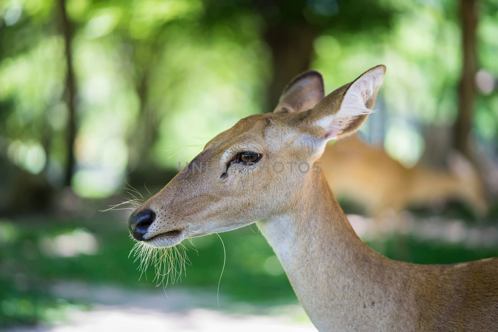 close up of antelope head
