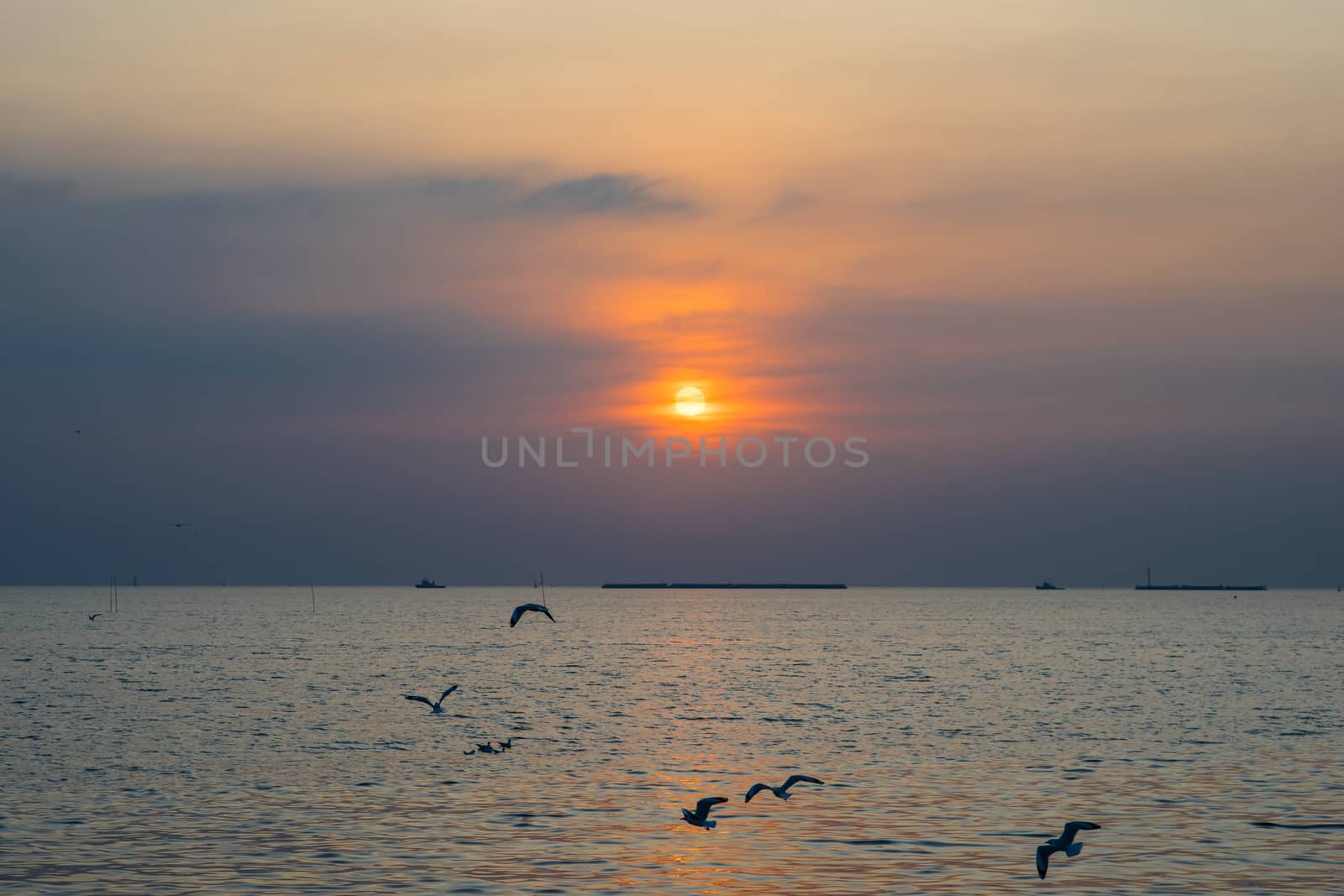 birds flying with sunset over the sea