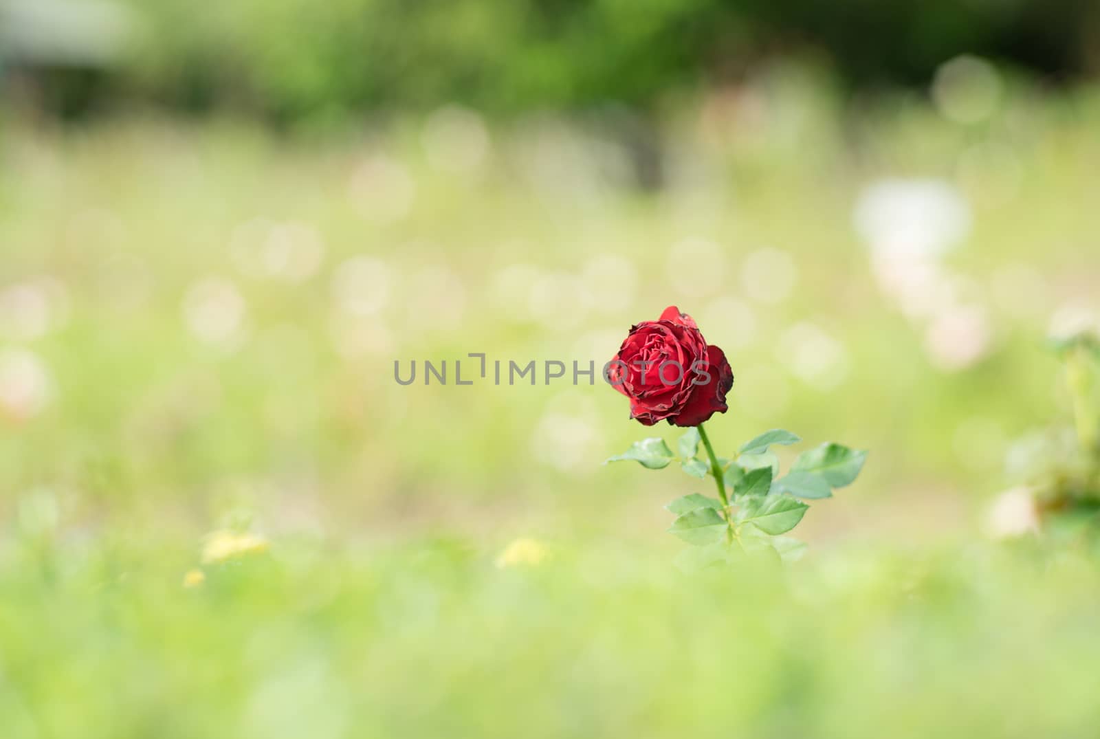 beautiful red rose in the green