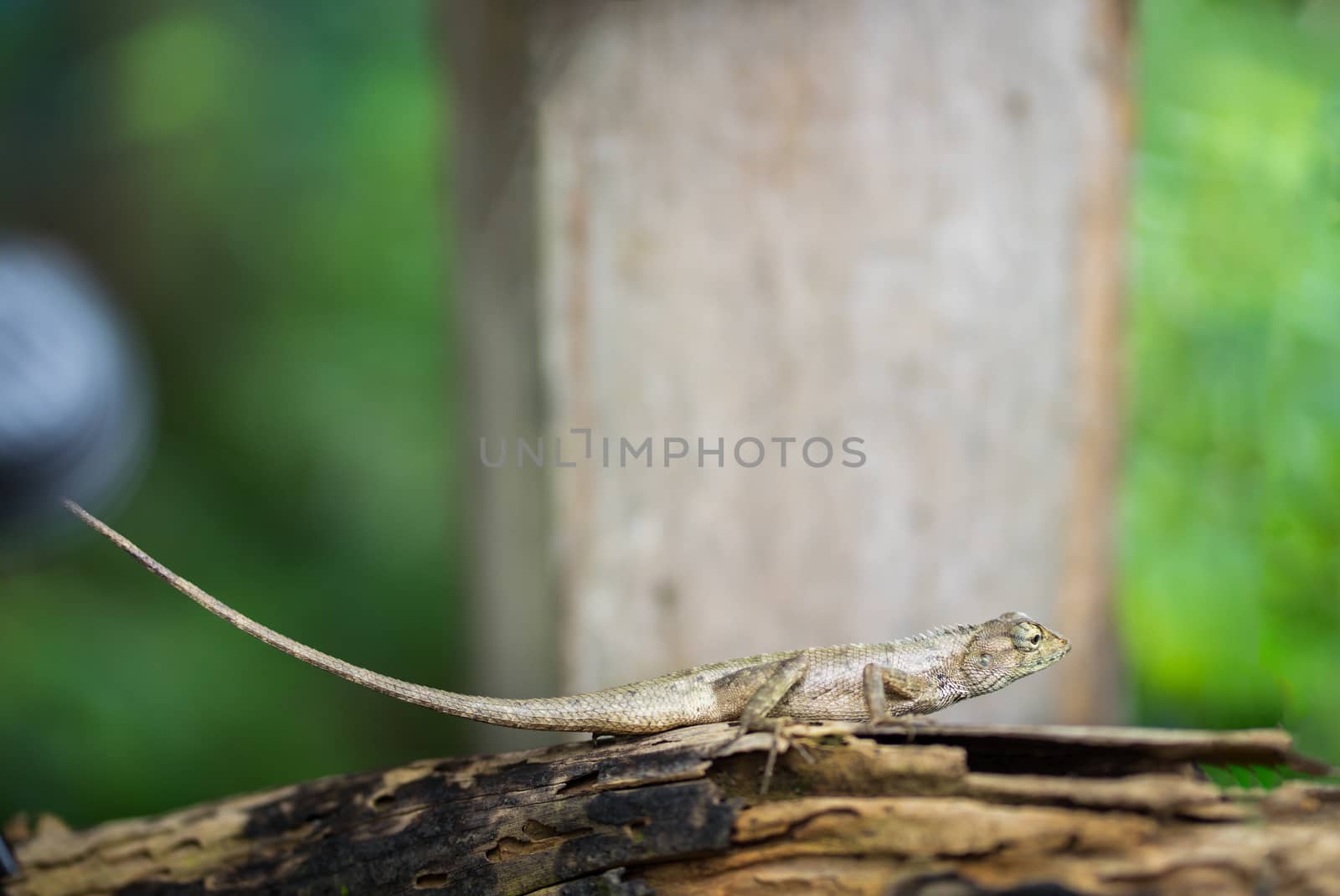 chameleon on the old timber