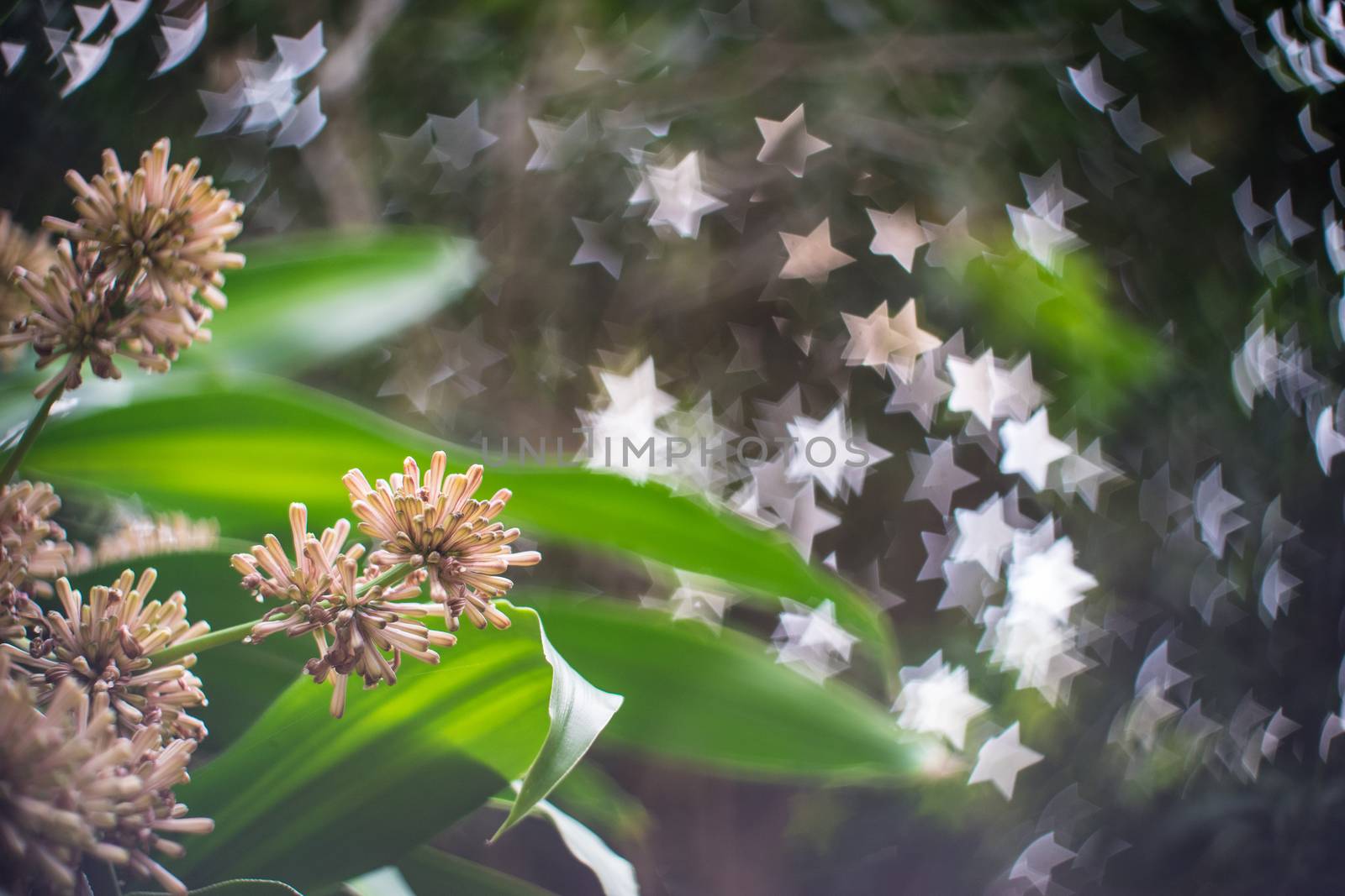 Cape of Good Hope, Dracaena Fragrans Flower Close-up with star bokeh background