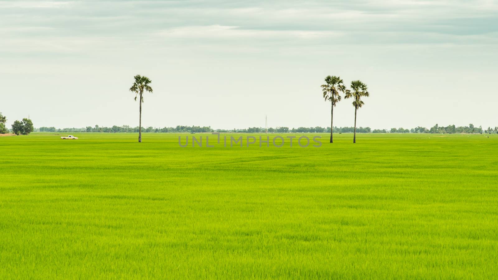 car runing to green field with three palm trees