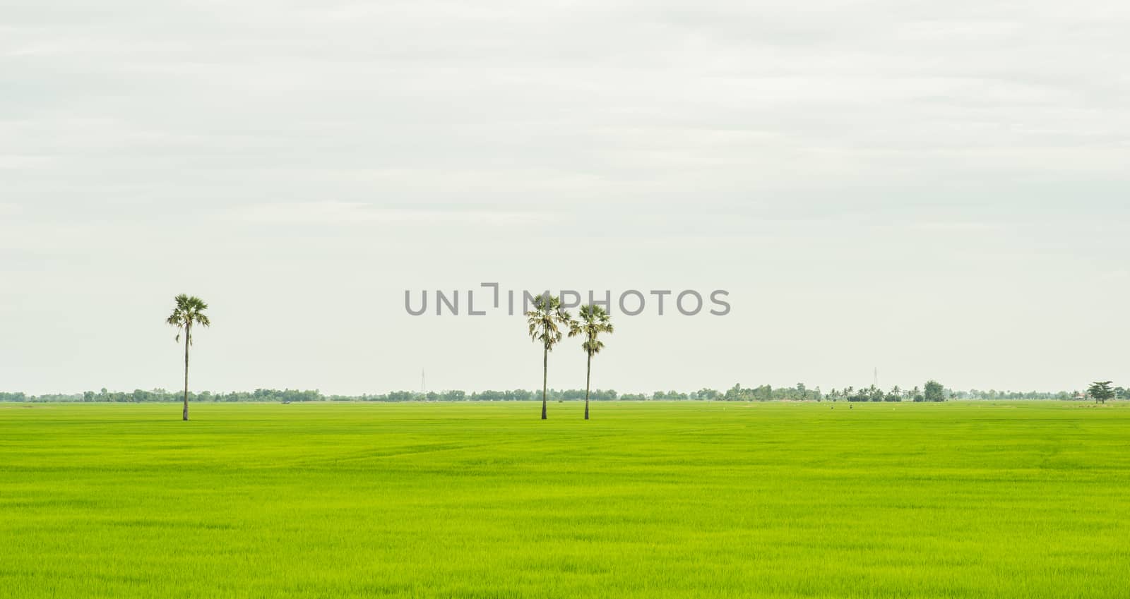three palm trees in green field