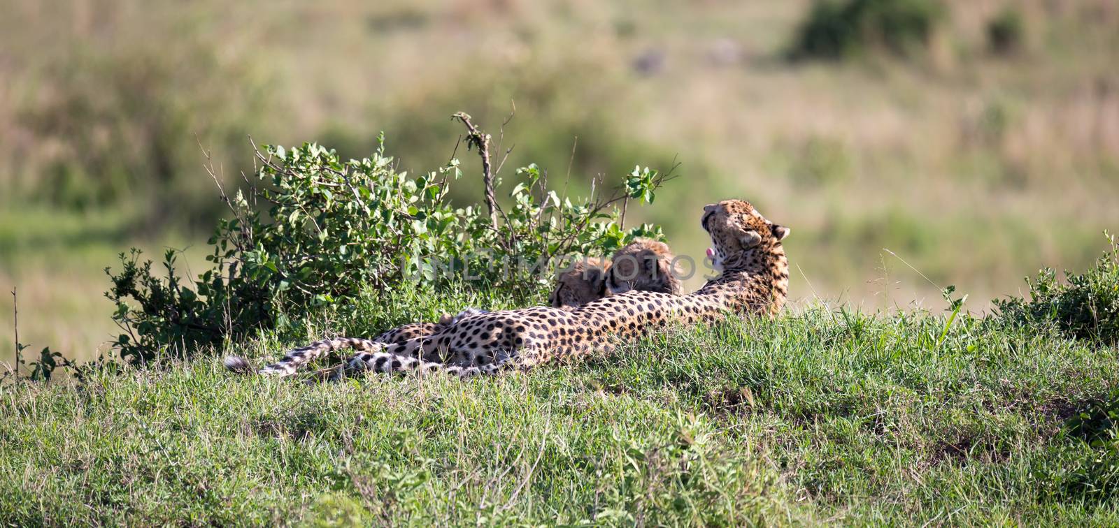 A cheetah mother with two children in the Kenyan savannah by 25ehaag6