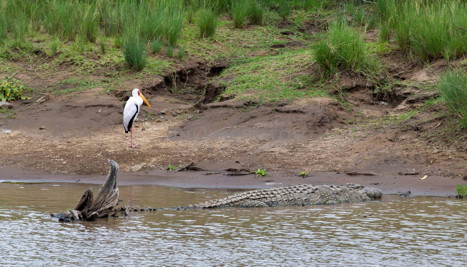 One crocodile lies on the stones near the water