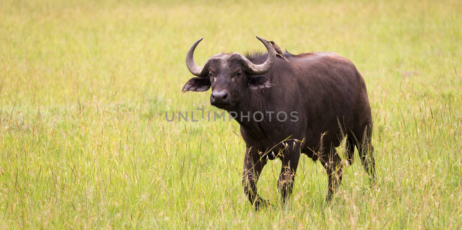 Some big Buffalos are standing in the grass and grazing in the savannah of Kenya